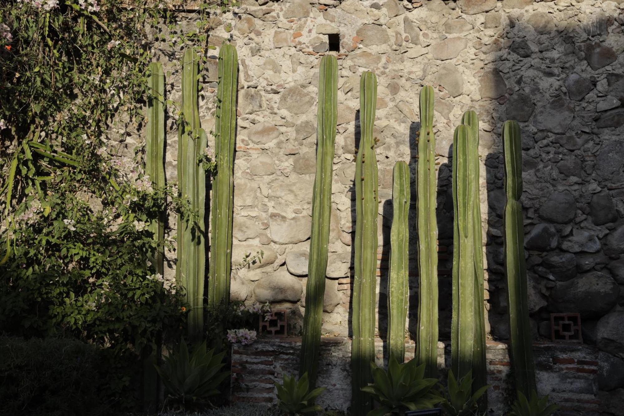 Orchid House San Miguel De Allende Dış mekan fotoğraf