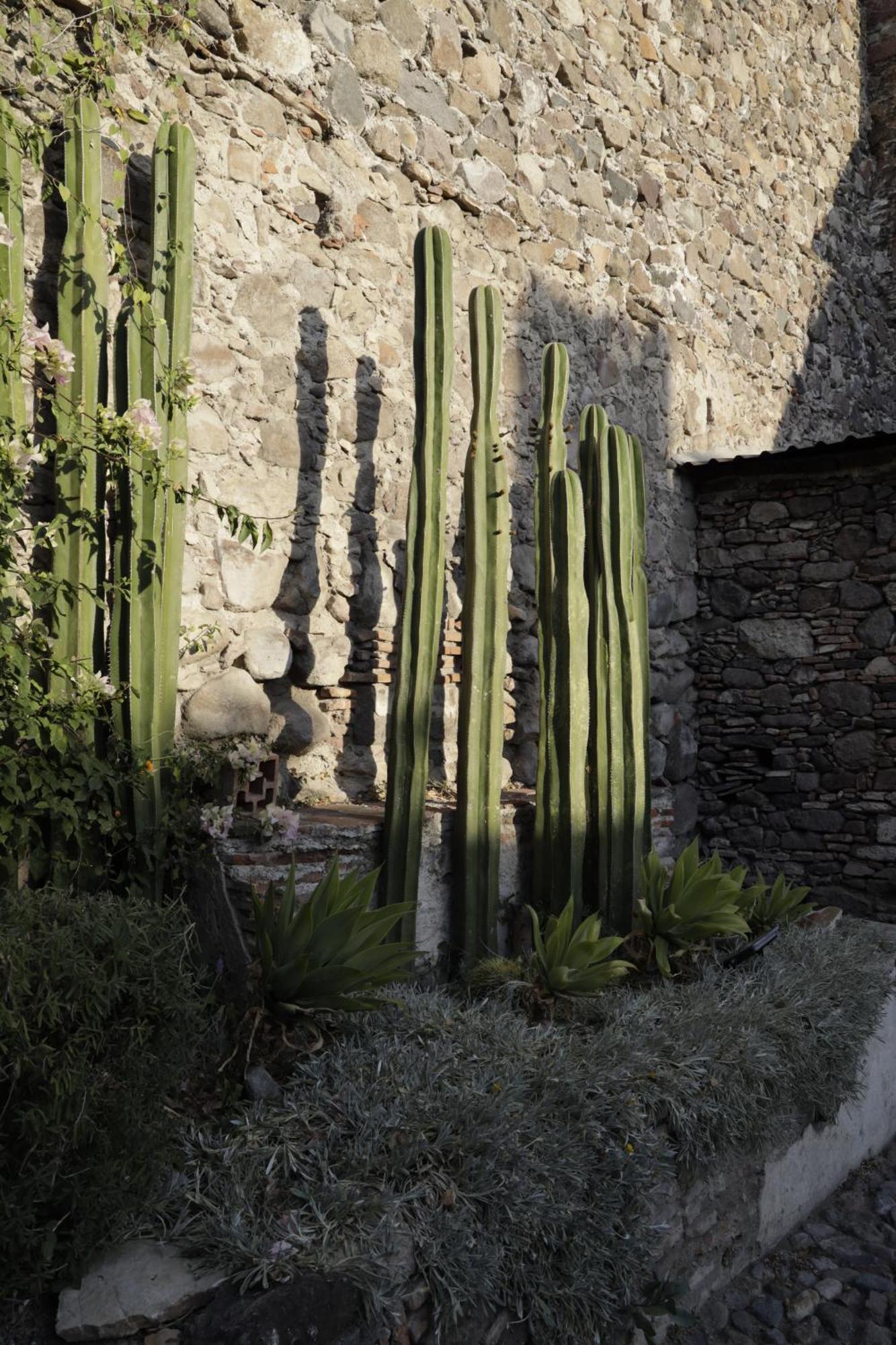 Orchid House San Miguel De Allende Dış mekan fotoğraf