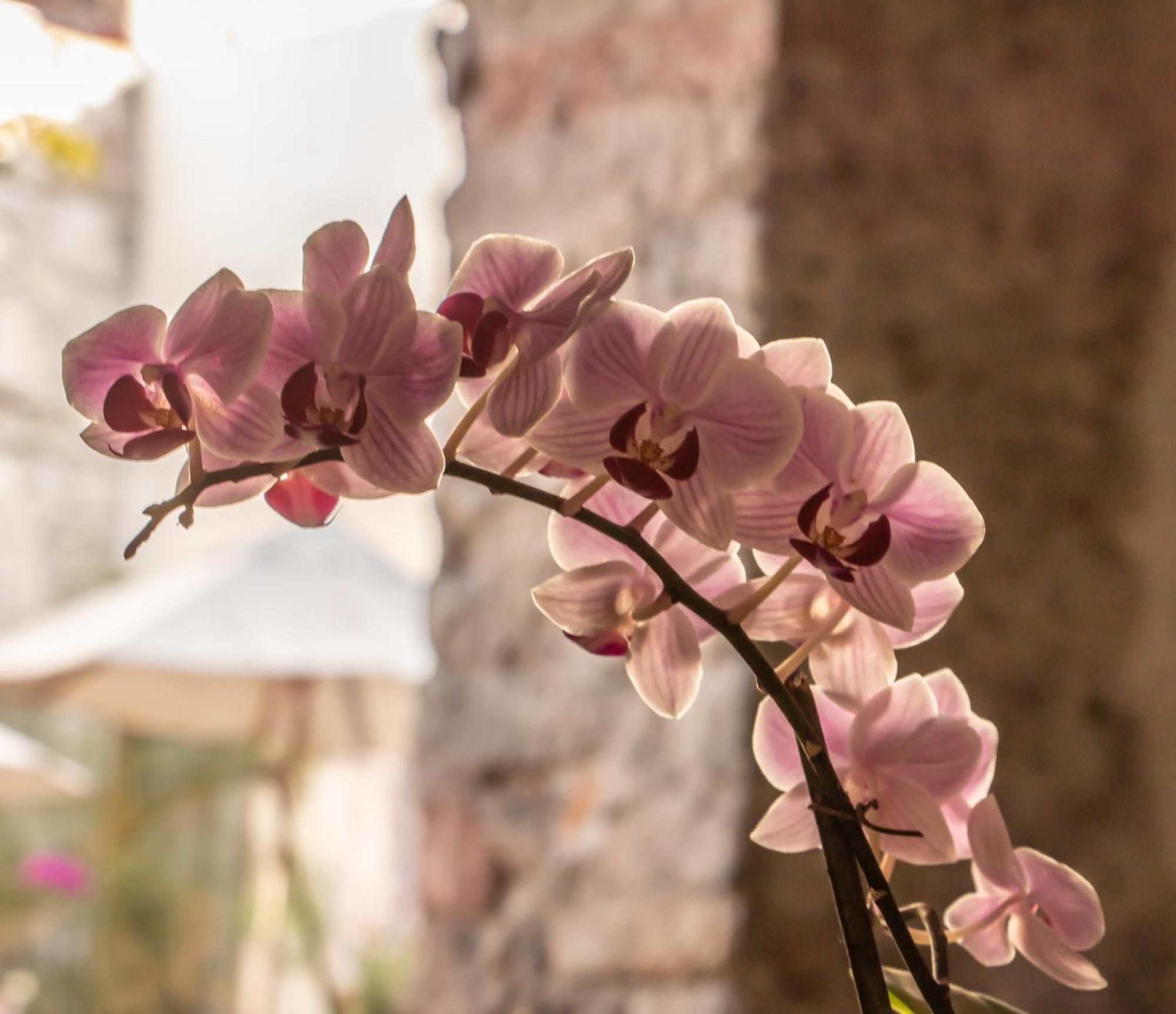 Orchid House San Miguel De Allende Dış mekan fotoğraf
